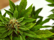 NCAA’s Decision to Remove Cannabis from Banned Substances List: Implications for Athletic Directors